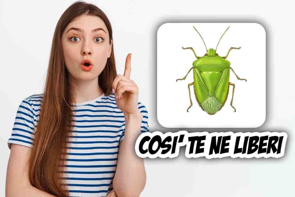 Cimici in casa possono essere di tre tipi qual è la più pericolosa e