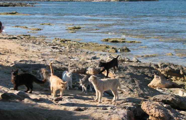 gatti spiaggia sardegna oasi