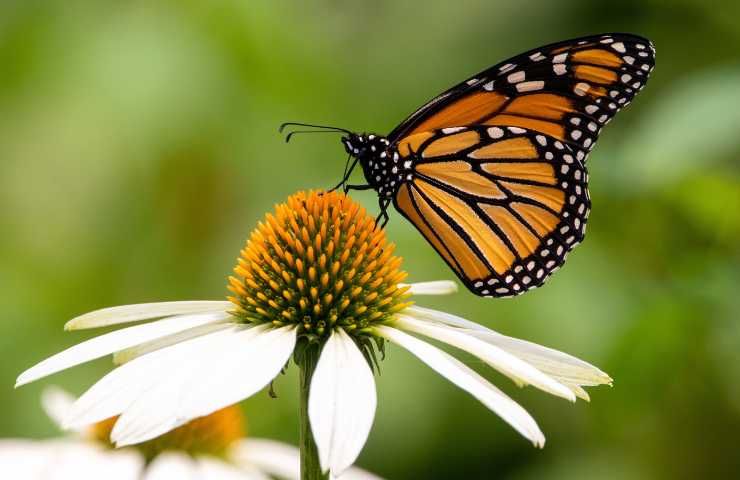 farfalla sul fiore