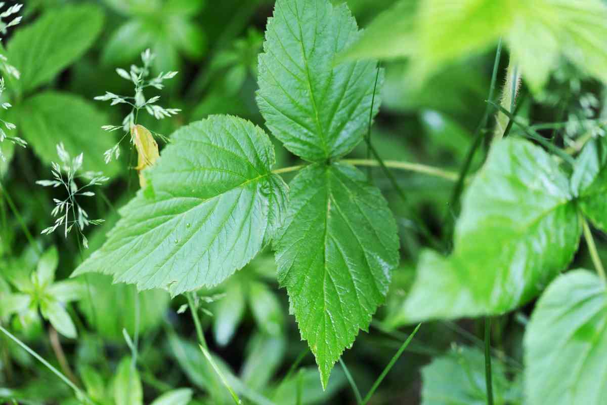 piante velenose in casa