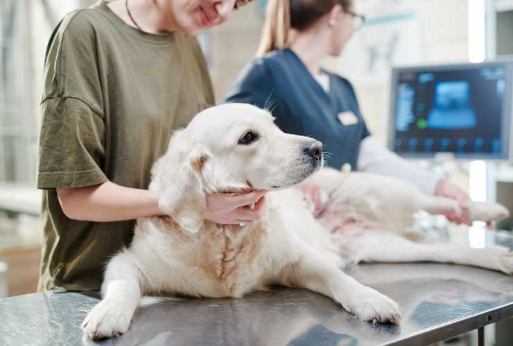 Allarme dei veterinari, c'è una nuova malattia infettiva sconosciuta che  colpisce i cani: quali sono i sintomi - Cityrumors Abruzzo