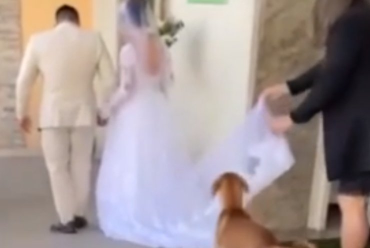 cane randagio interrompe matrimonio