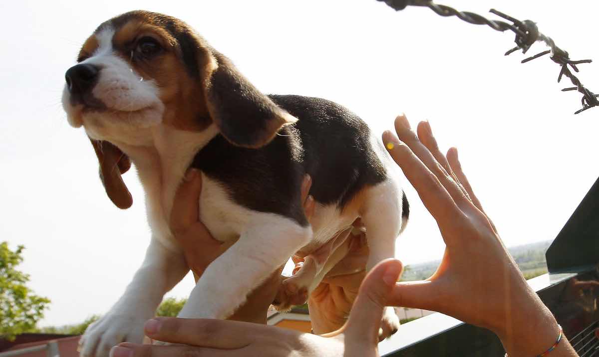 Un'attività tutta nuova: Puppy yoga Roma