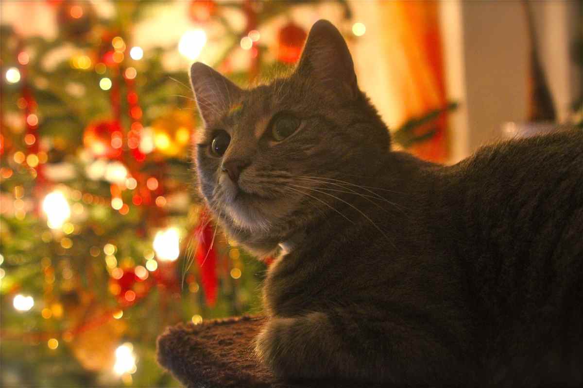 Gatto sull'albero di Natale