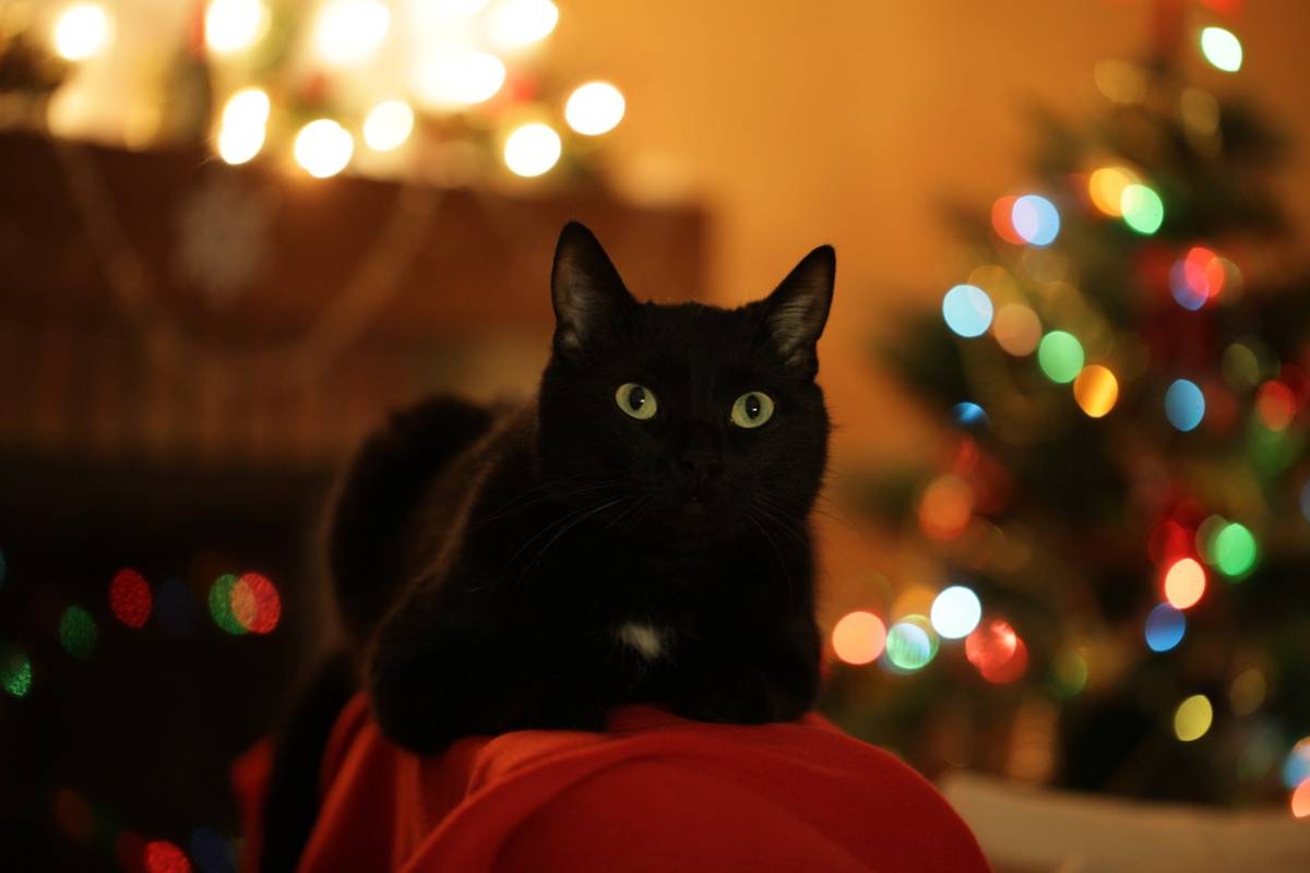 Gatto sull'albero di Natale