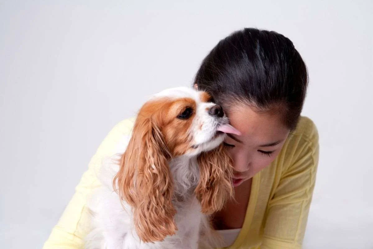 Cane che lecca la faccia: perché fare attenzione