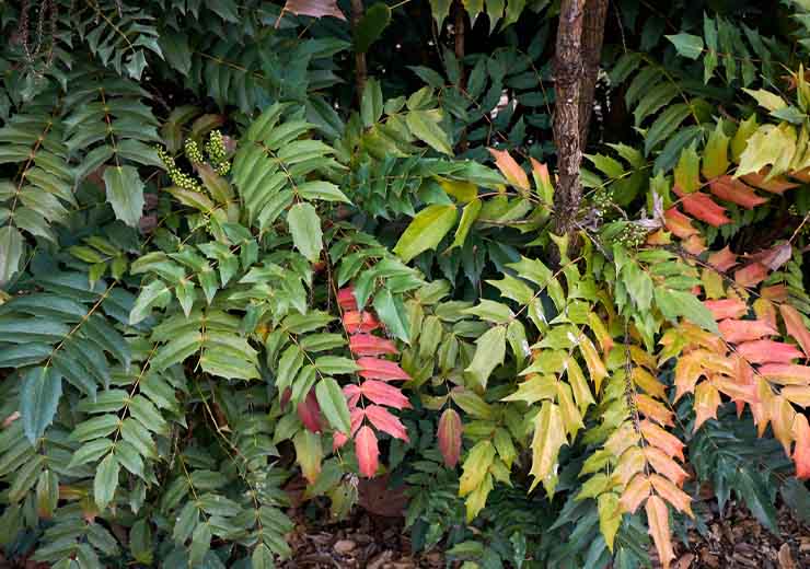 Una delle piante che fioriscono adesso è la Mahonia