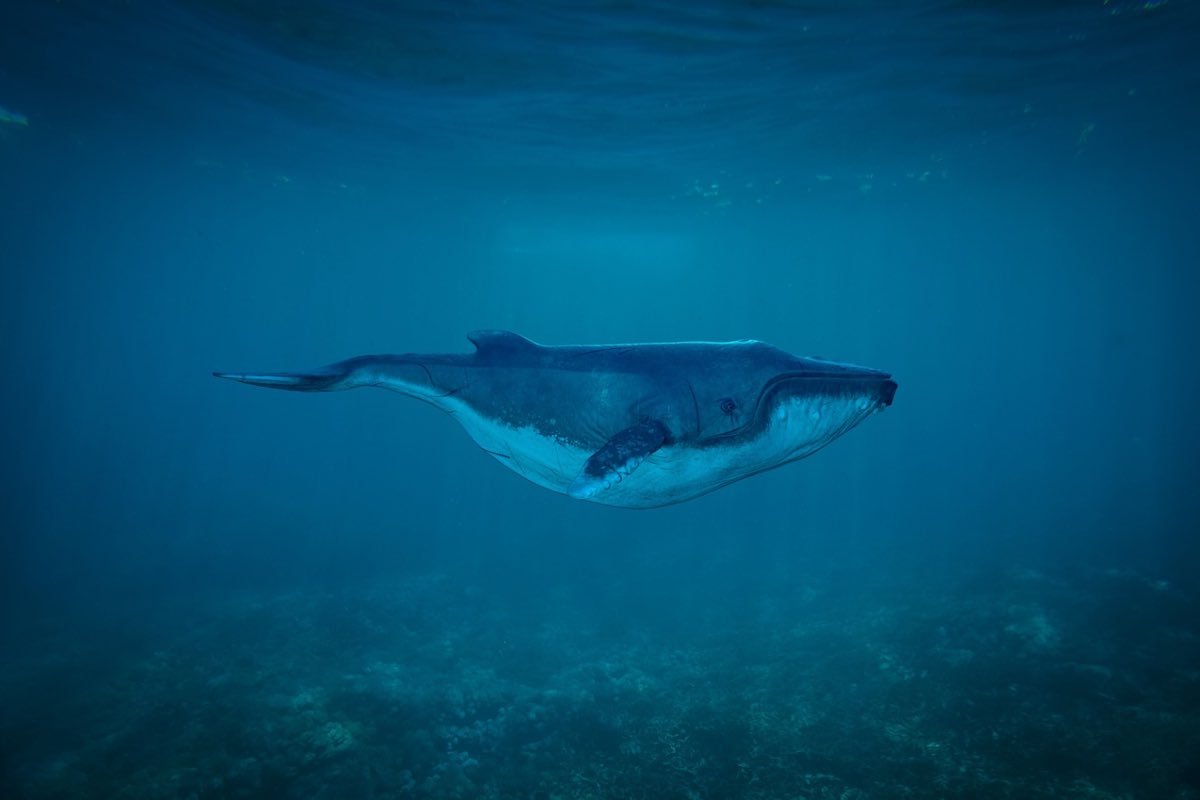 Le balene lottano contro il rumore degli umani