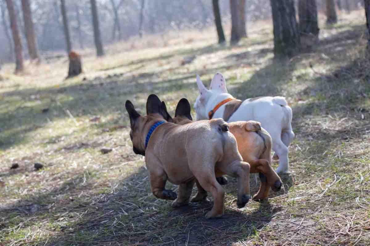 Cane scomparso dopo una rapina è stato ritrovato