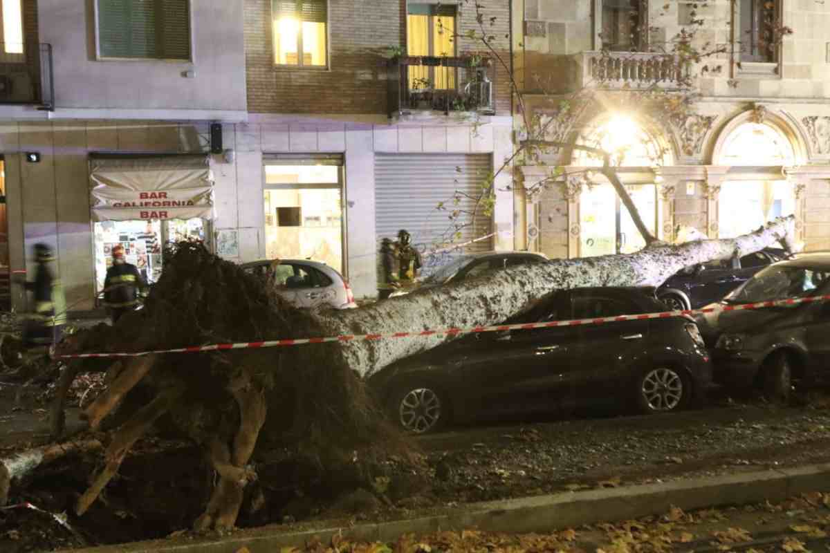 Tagliano un albero e uccidono un uomo 