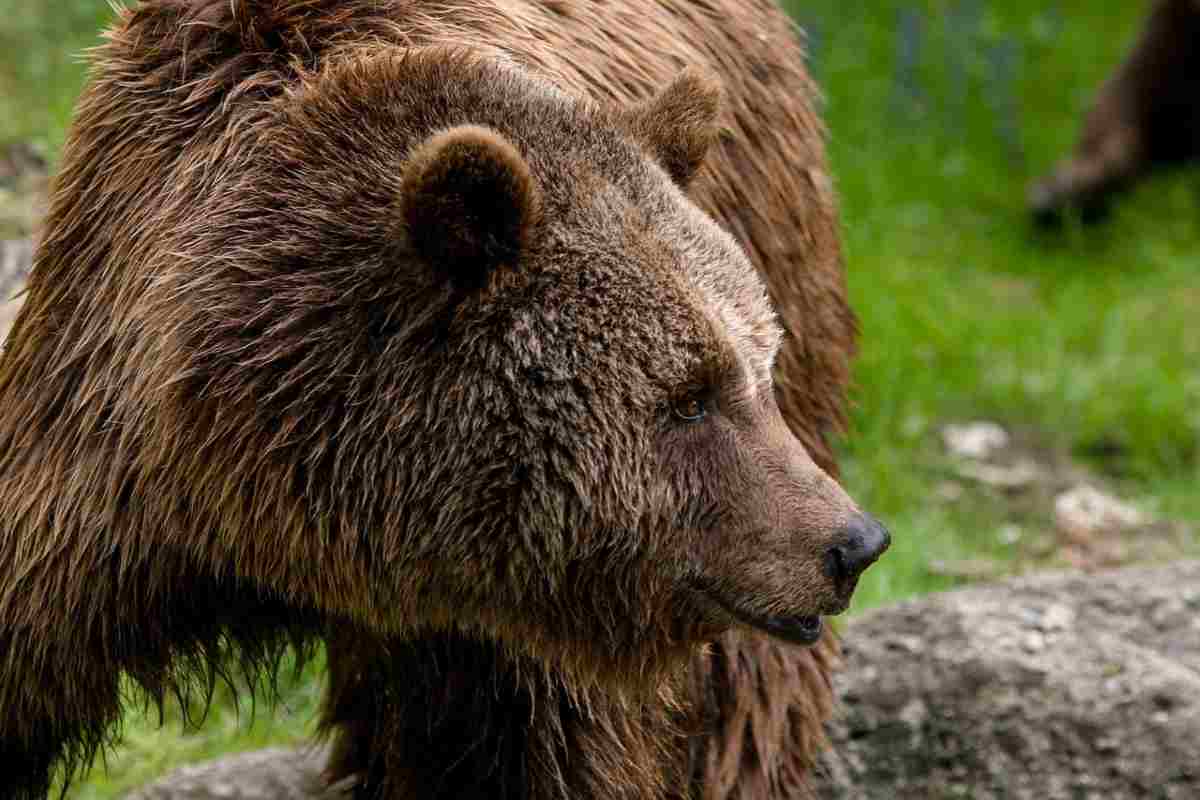 Una donna viene aggredita da un orso in giardino