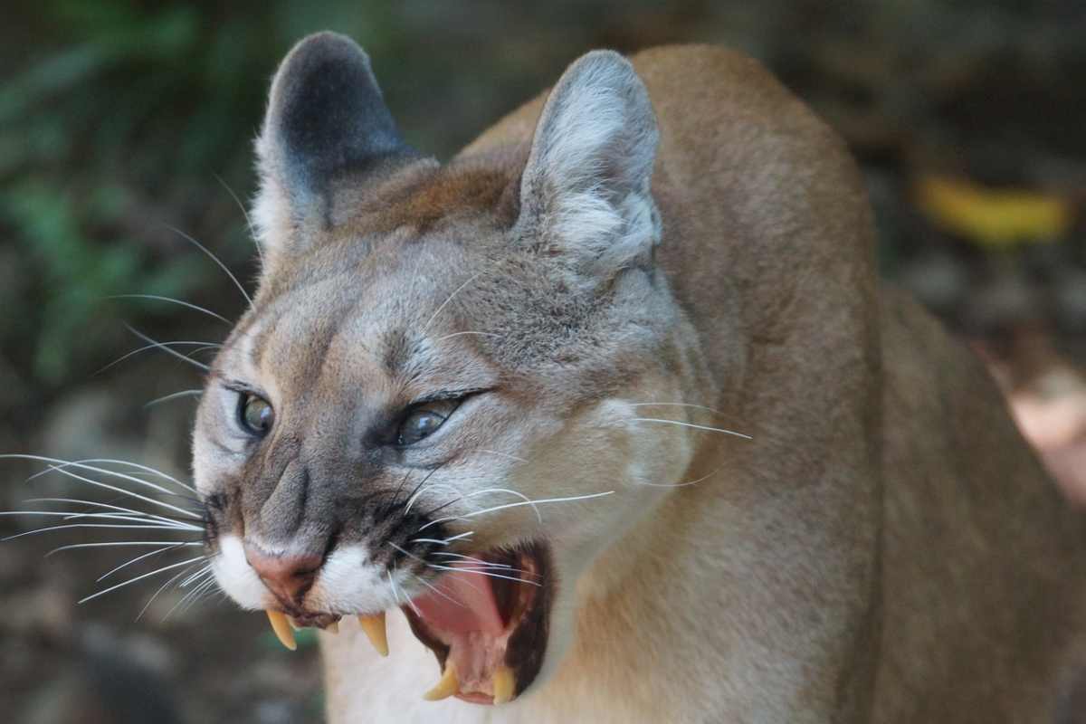 Attacco di un puma: ucciso un uomo e ferito suo fratello