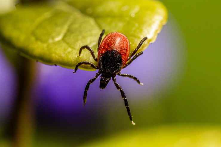 zecche, ecco perché sono pericolose