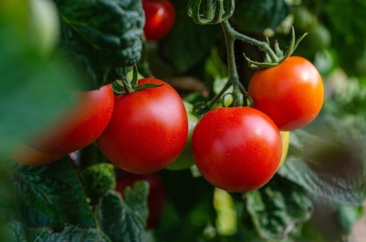 bambini intossicati dai pomodori