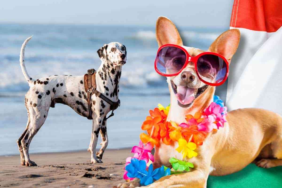 Spiagge libere per cani