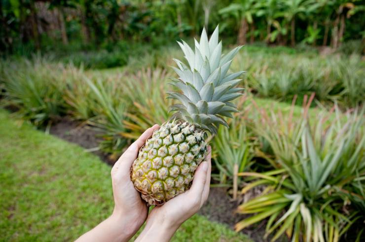 Ananas come fertilizznte d'estate