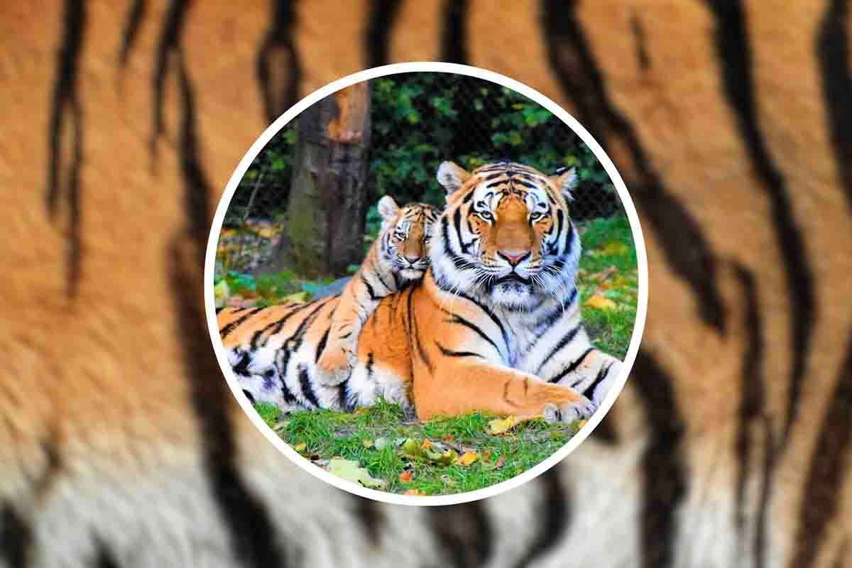 Perché le tigri hanno le strisce? Il vero motivo dietro al manto particolare di questo animale