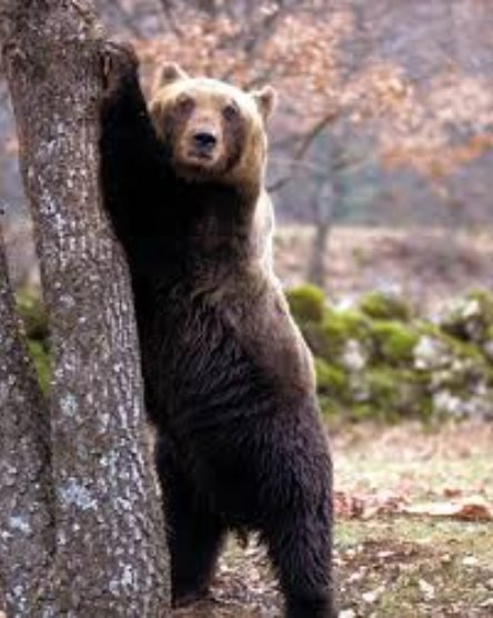 Abruzzo, incidente tra un orso e una macchina