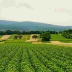 Servizio civile in agricoltura