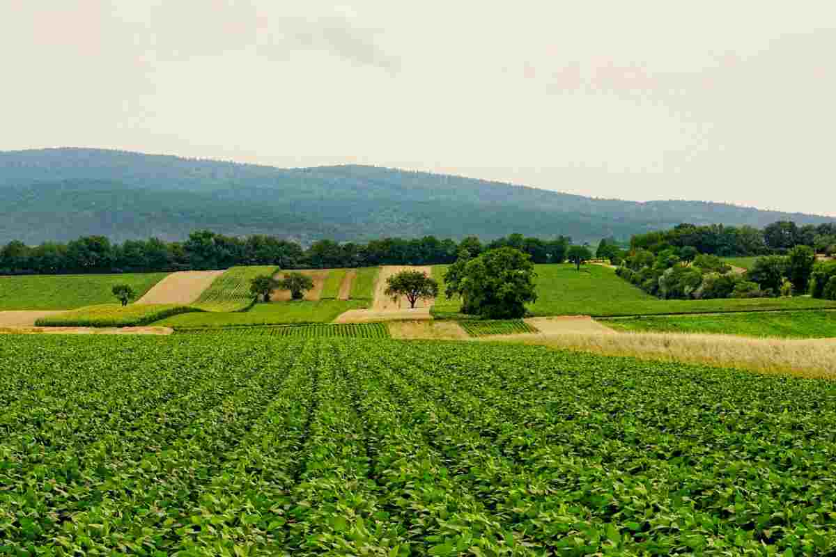 Servizio civile in agricoltura