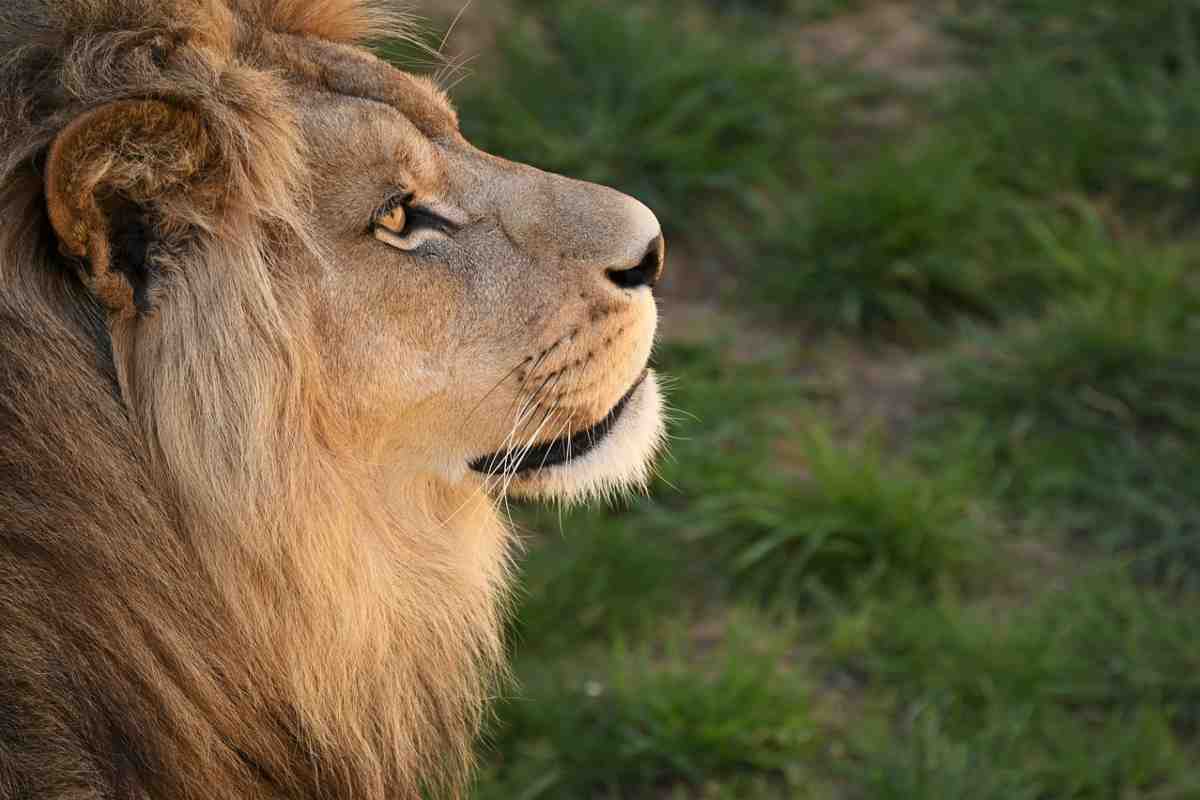 Panico allo zoo: leone uccide custode mentre gli stava dando da mangiare