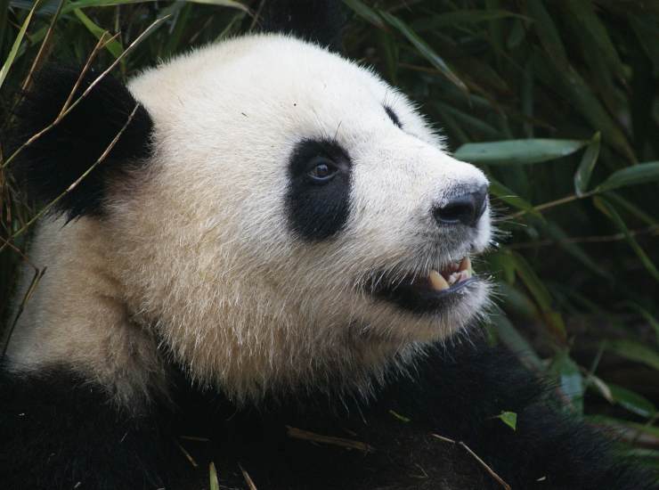 Un panda si trasforma in un cane 