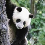 Un panda si trasforma in un cane