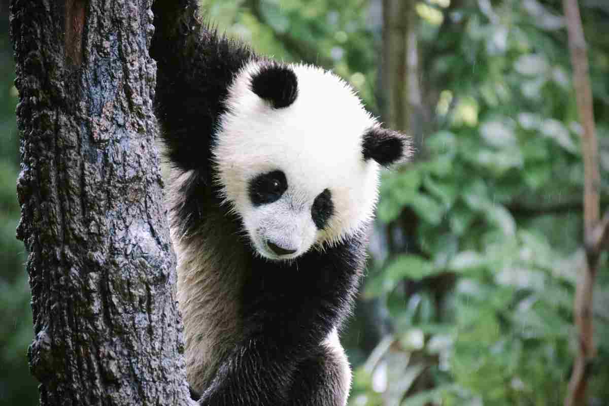 Un panda si trasforma in un cane 