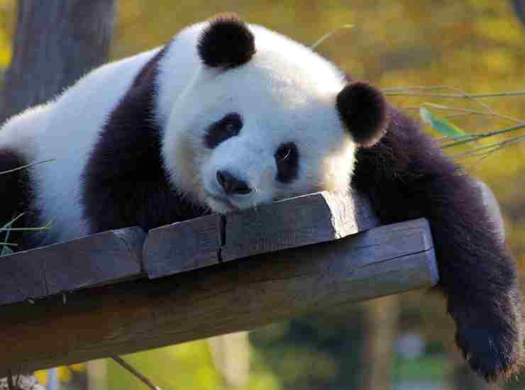 Un panda si trasforma in un cane 