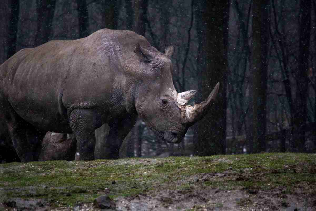 Le scoperte sul rinoceronte lanoso