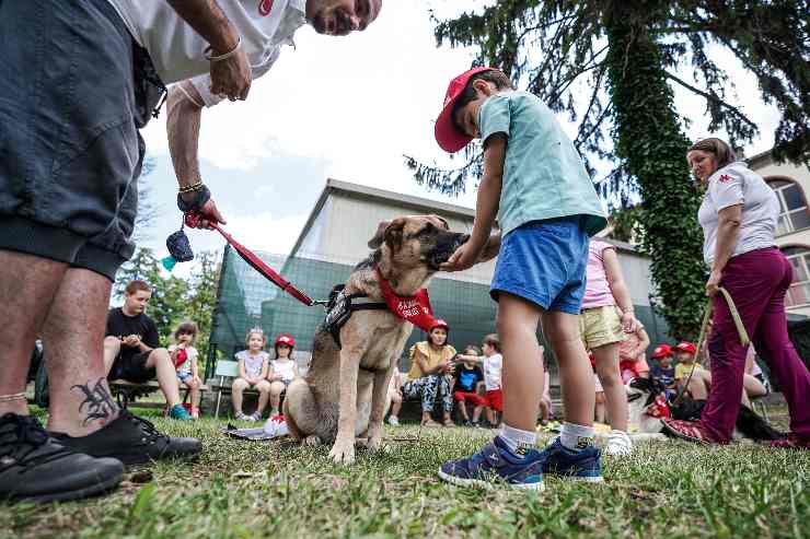 nessuno come i cani