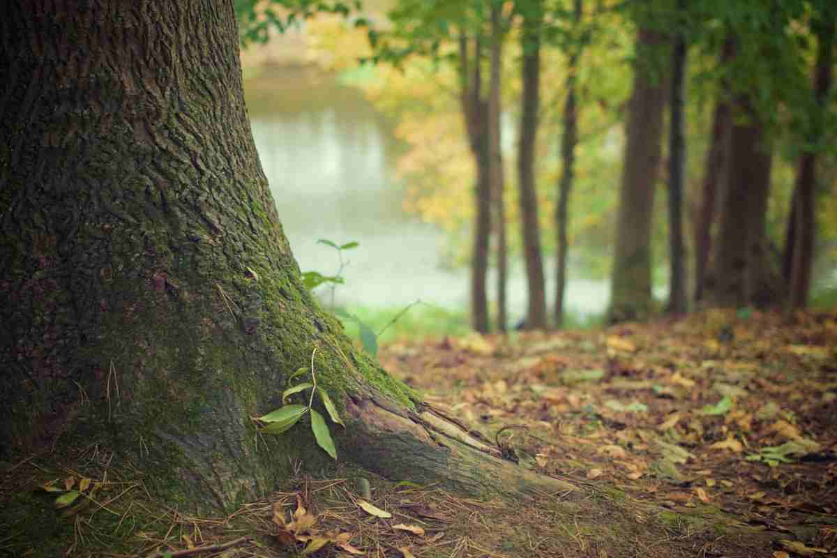 Bambina di due anni scomparsa nel bosco: perquisizioni a tappeto, poi la svolta