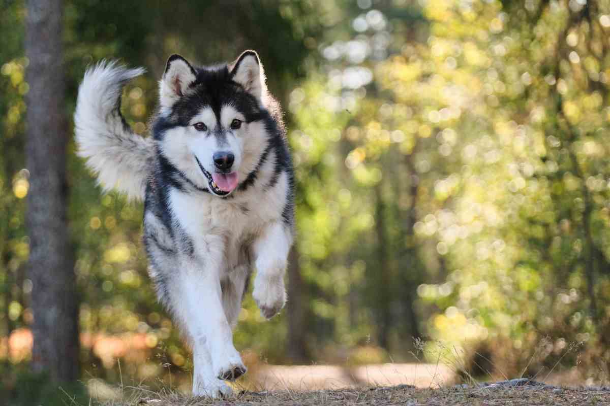 Cane eroe, salva il padrone di 84 anni portando da lui la polizia