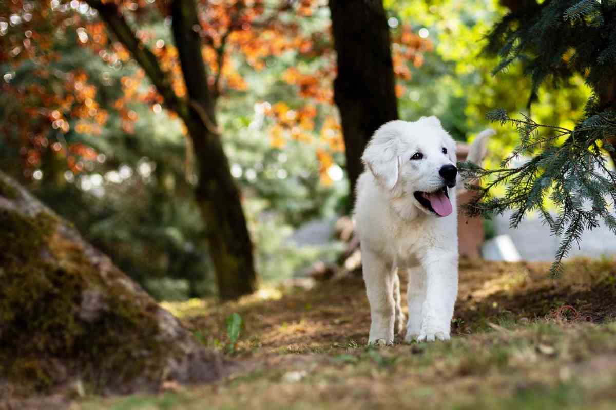 Il cane salva il padrone caduto