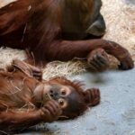 Ben 9 animali morti allo zoo, un altro manifesta comportamenti strani: è allarme