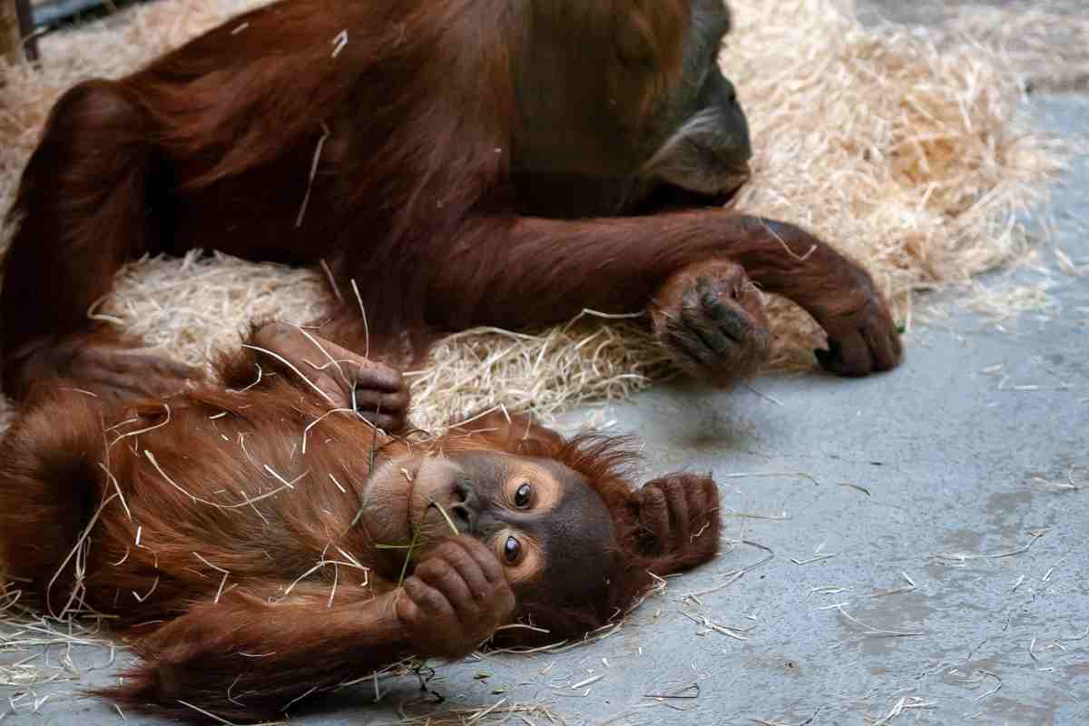 Ben 9 animali morti allo zoo, un altro manifesta comportamenti strani: è allarme