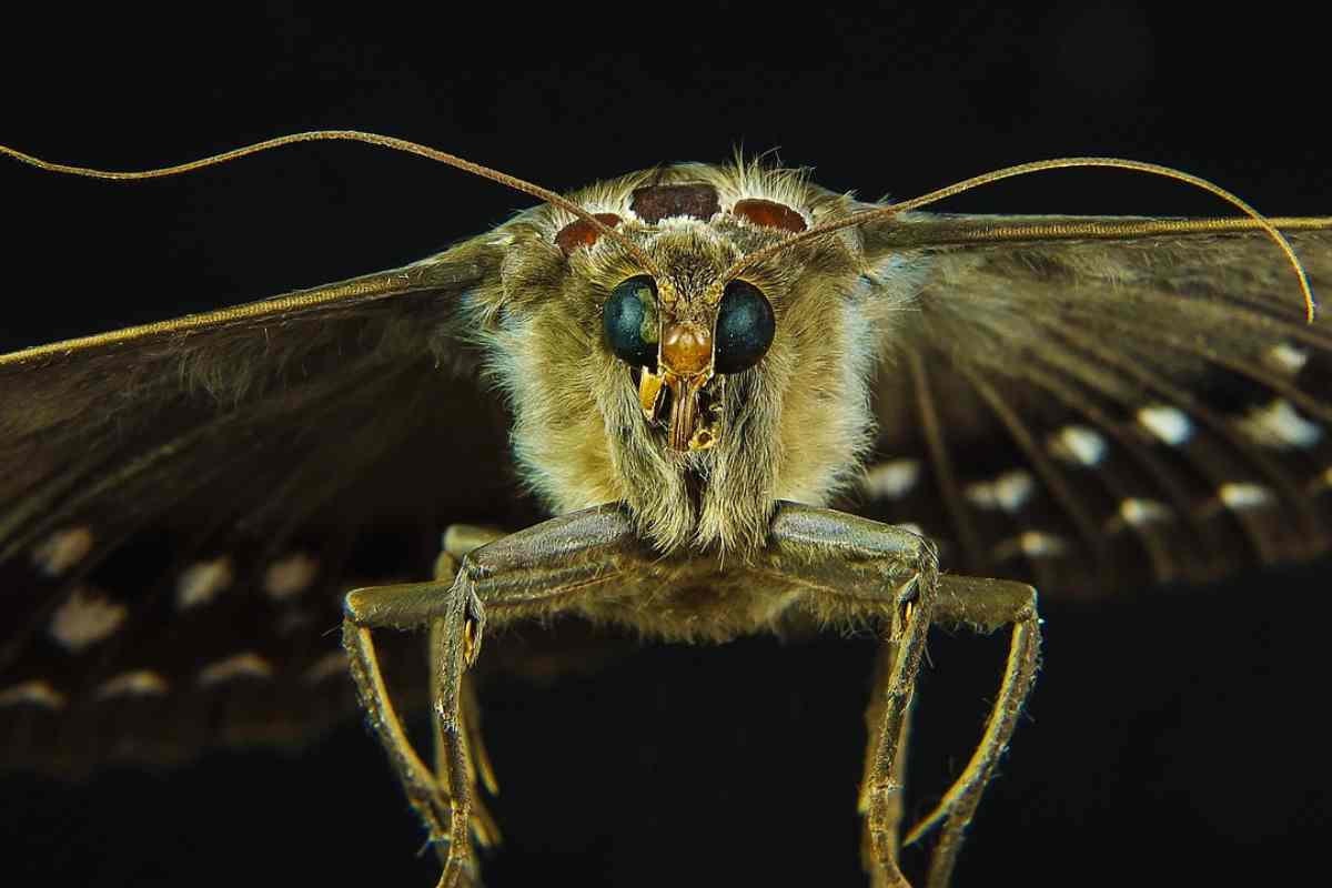 Una falena in volo