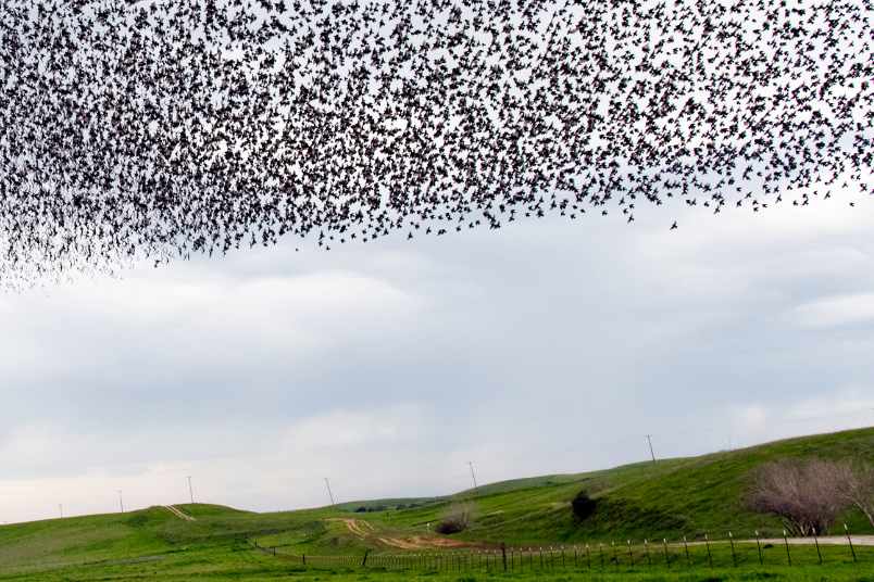 Stormo di uccelli