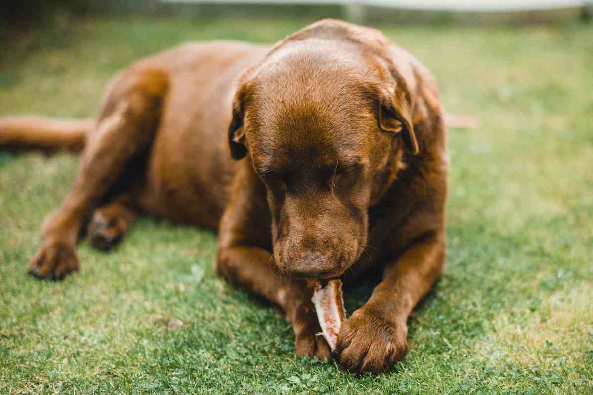 ?Dai l’osso al tuo cane? Attenzione, c’è la “sindrome del lupo mannaro”