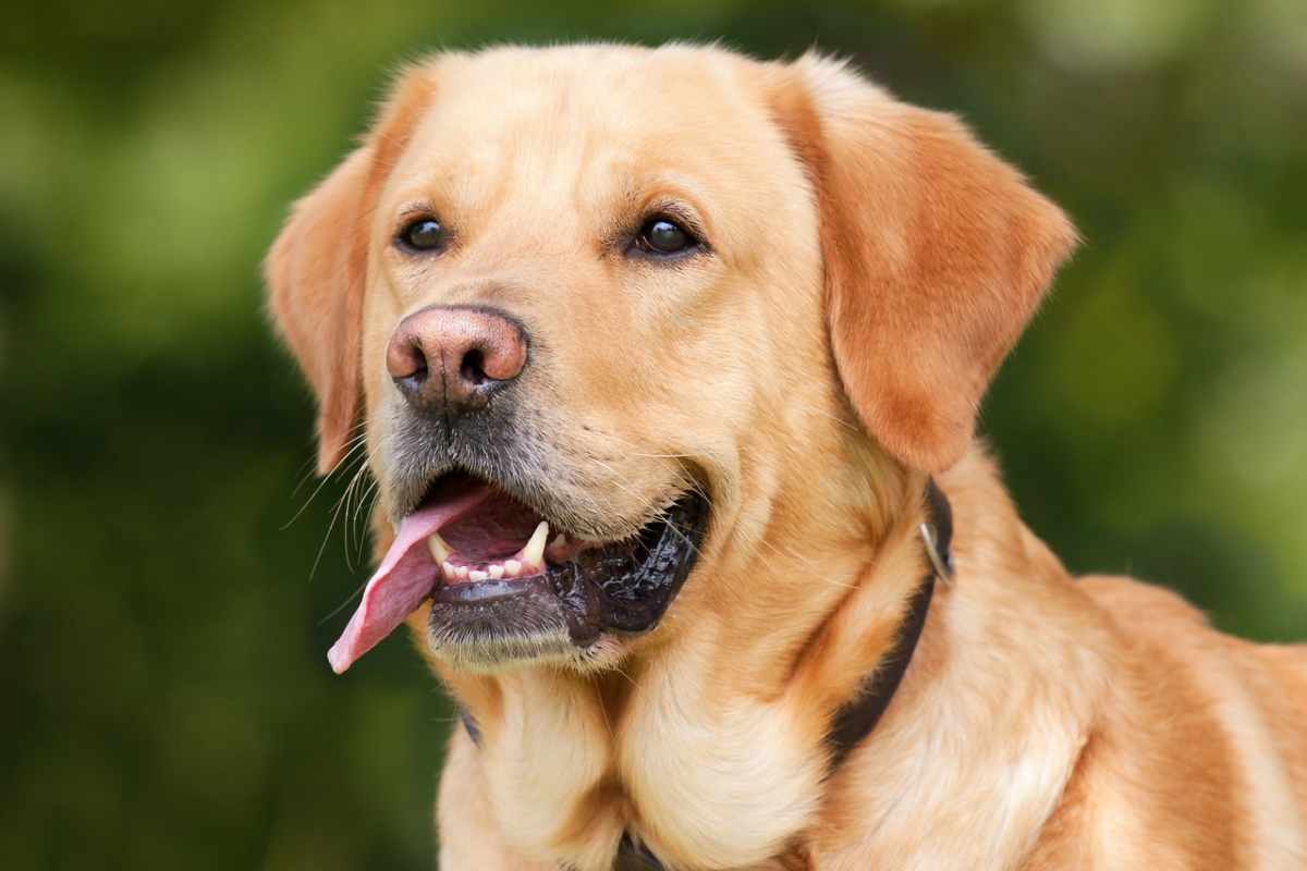 Labrador 