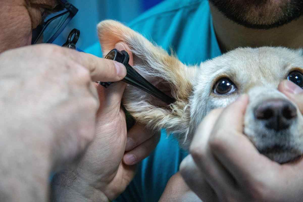 Ospedale veterinario pubblico, svolta in Italia: ecco dove nascerà il primo