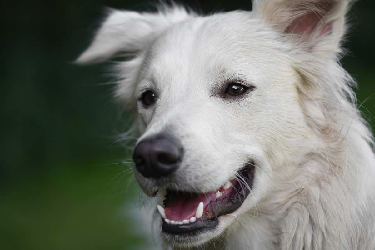 Sette anni fa gli rubano il cane, poi il clamoroso colpo di scena