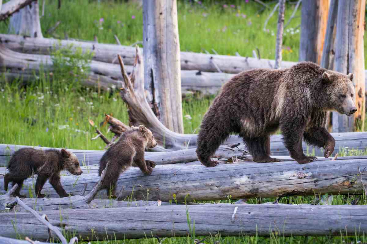 Orsa con cuccioli