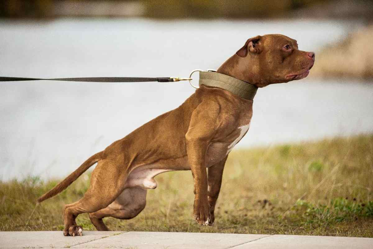 Dopo quello di Acerra, sono continui i casi di cani che attaccano mortalmente l’uomo: ecco il corso giusto