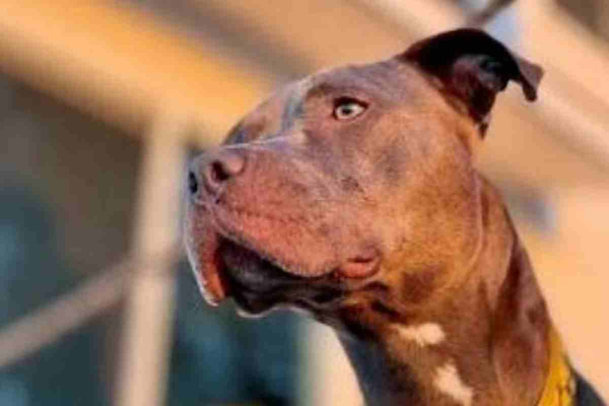 Acerra, bimba sbranata dal pitbull: il padre è indagato