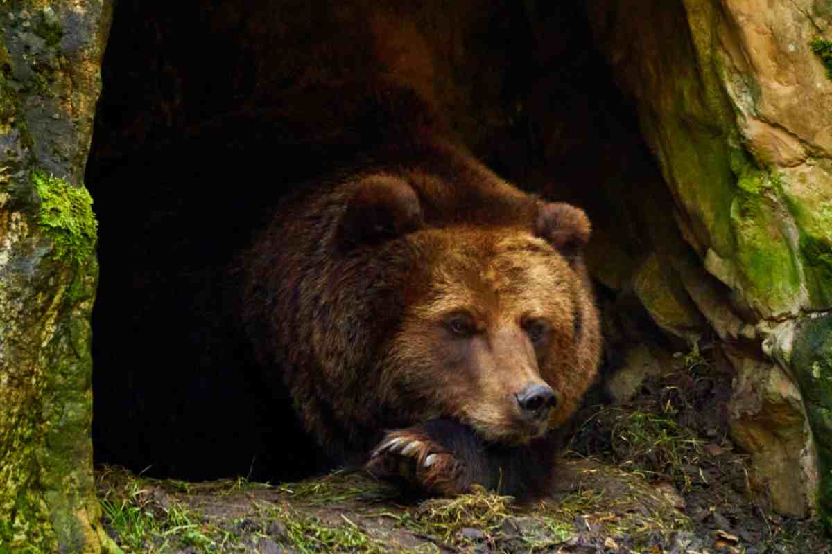 Grandi notizie sul primo orso bruno sottoposto a intervento chirurgico al cervello